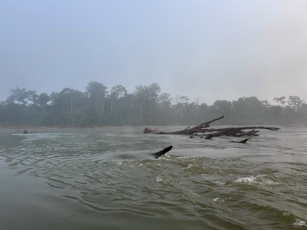 A foggy morning in the Amazon