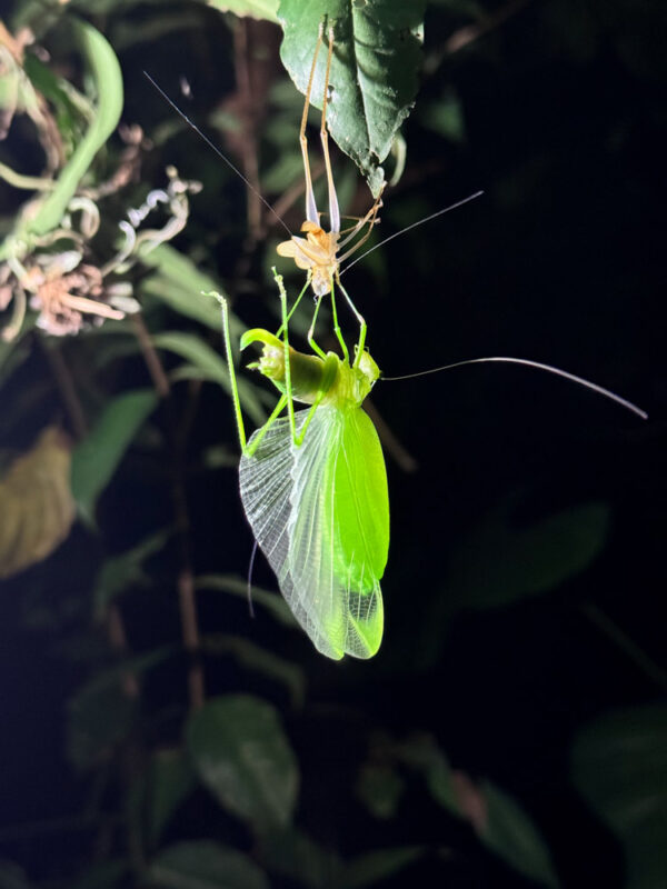 Manu is one of the most biodiverse places on the planet