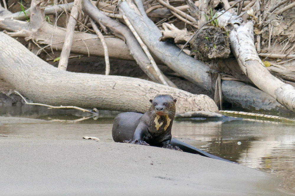 A Giant River Otter in Manu