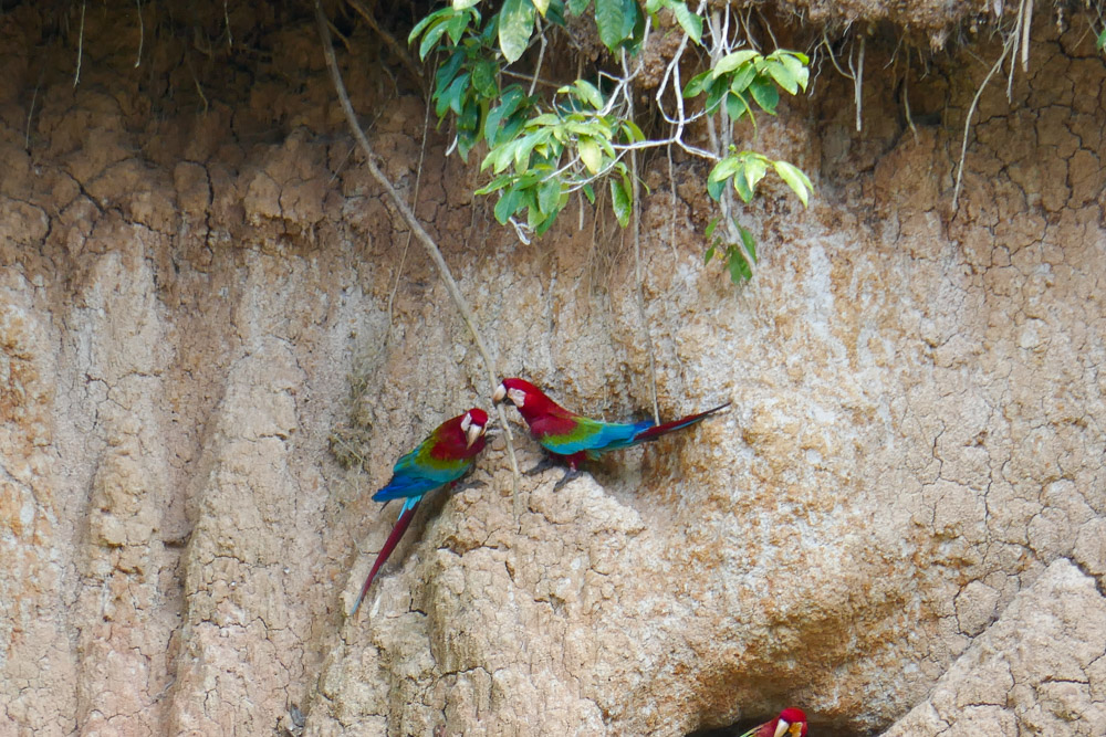 There's the chance to see a Macaw Clay Lick in the Reserve