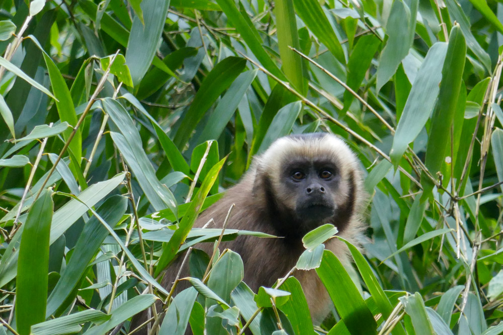 Capuchin monkeys in the Amazon Rainforest