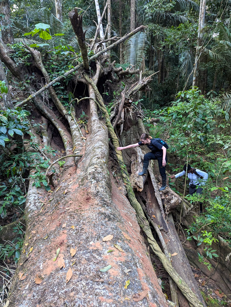 Exploring the jungle