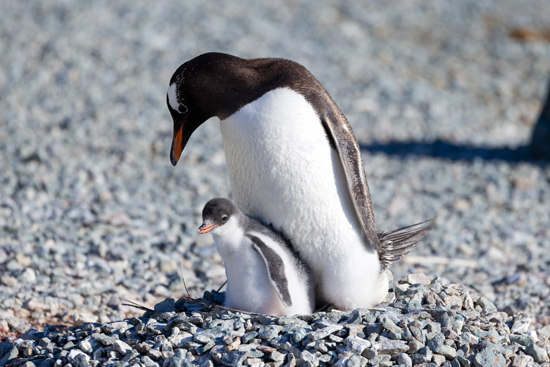 Penguins in Antarctica