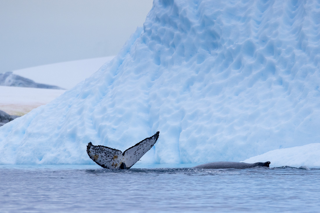 Antarctica has amazing wildlife