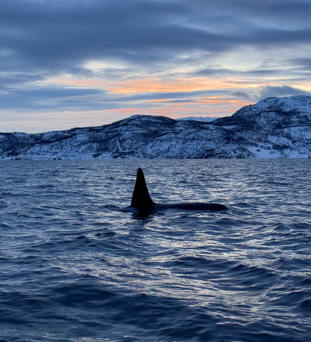 Tromso is one of the best places in Norway for whale watching