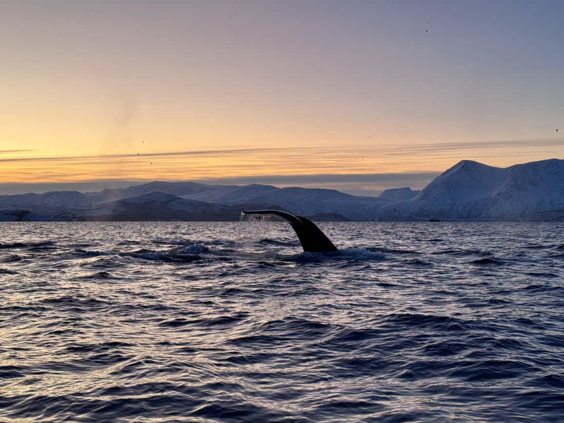 A Guide to Whale Watching in Tromso (+ Best Tours in 2025) 14 Whale watching is one of the best things to do in Tromso