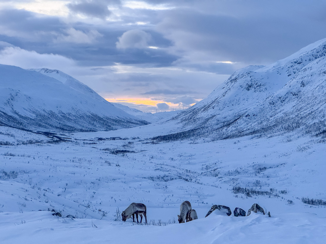 Consider a snowshoe tour in Tromso in order to see wild reindeer.