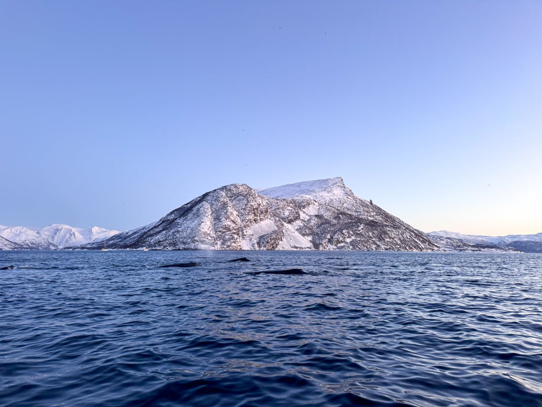 A Guide to Whale Watching in Tromso (+ Best Tours in 2025) 8 It's possible to see humpback whales on the tour