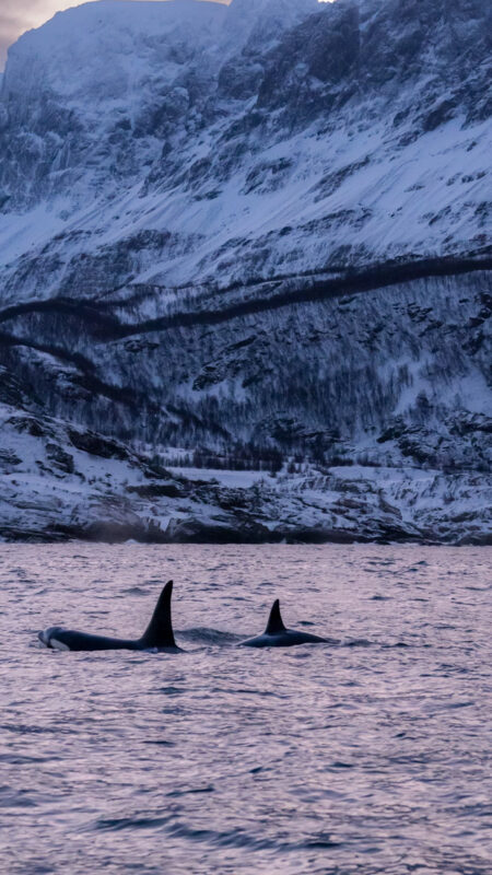 The best whale watching in Norway is from Skjervoy