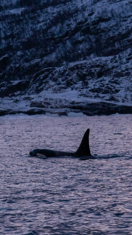 The best whale watching in Norway is from Skjervoy