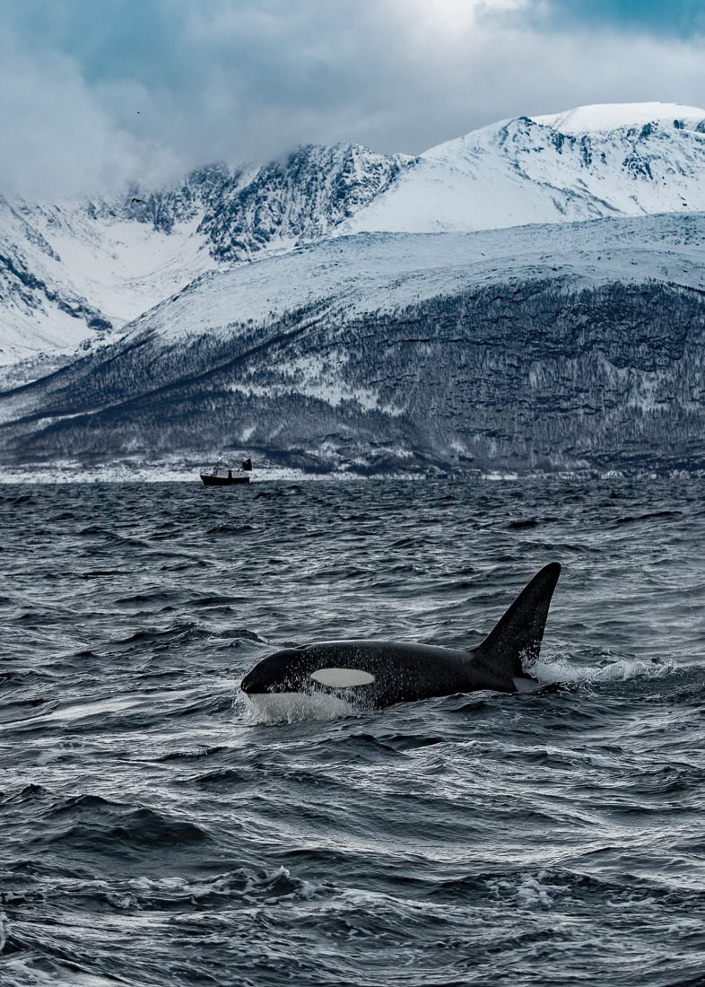 A Guide to Whale Watching in Tromso (+ Best Tours in 2025) 4 Orcas on a whale watching tour from Skjervoy and Tromso