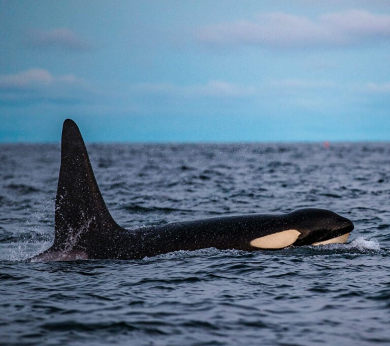 The best whale watching from Tromso is in the town of Skjervoy