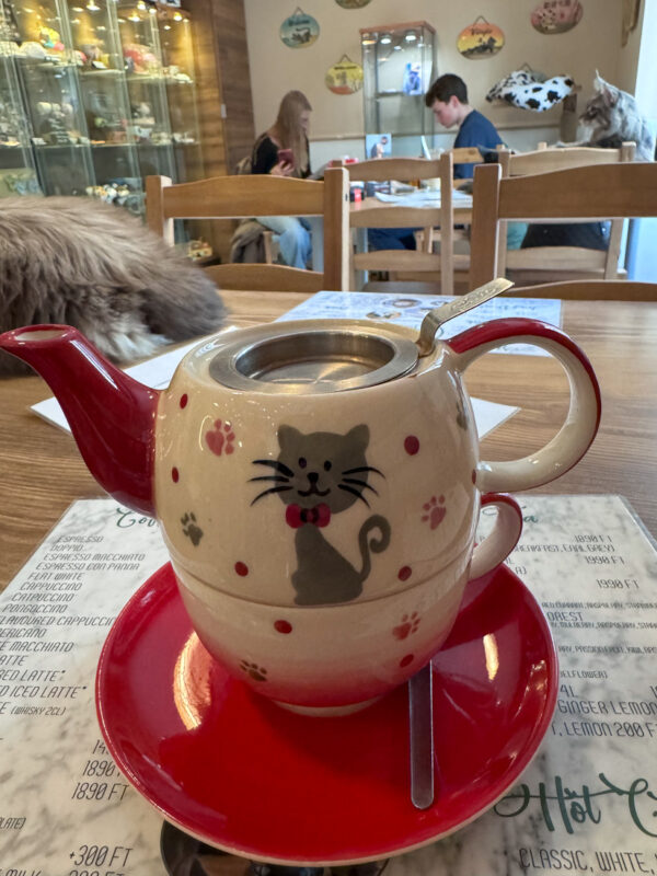 The Best Cafes and Coffee in Budapest (2025 Guide) 10 The Cat Cafe in Budapest has lots of friendly cats waiting for a cuddle