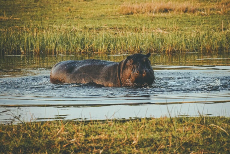 Hippo in the Okavango Delta
