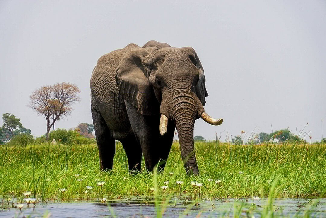 Ethical Wildlife Tourism: How to be a Responsible Tourist 2 Observing animals from a distance gives them plenty of space, and is a good practice of ethical wildlife tourism