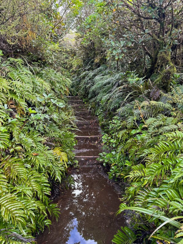 Mount Taranaki: A Guide to Hiking Fanthams Peak 4 The path of Fanthams Peak can sometimes flood